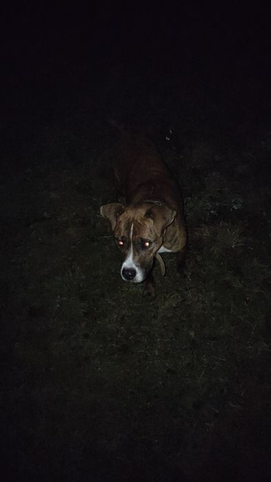 Отдам собак в хорошие руки