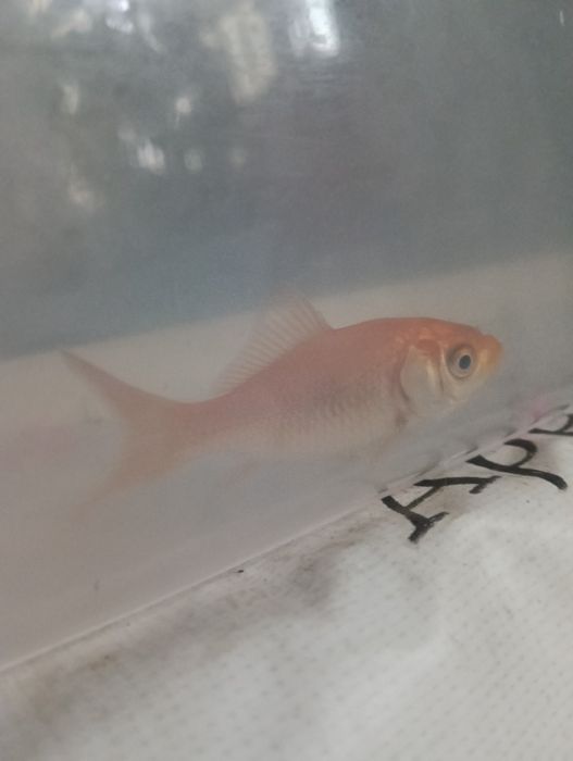 (Peixe de ouro) gold