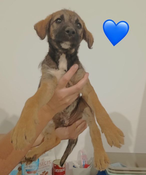 Cães bebés para adoção responsável