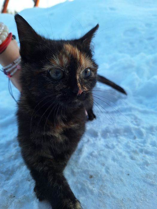 Oddam koty w dobre ręce