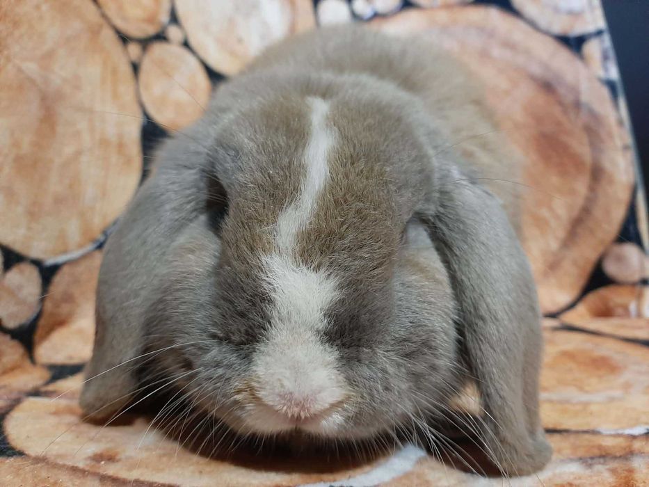Mini Lop Królik karłowaty z hodowli rodowód Kraków