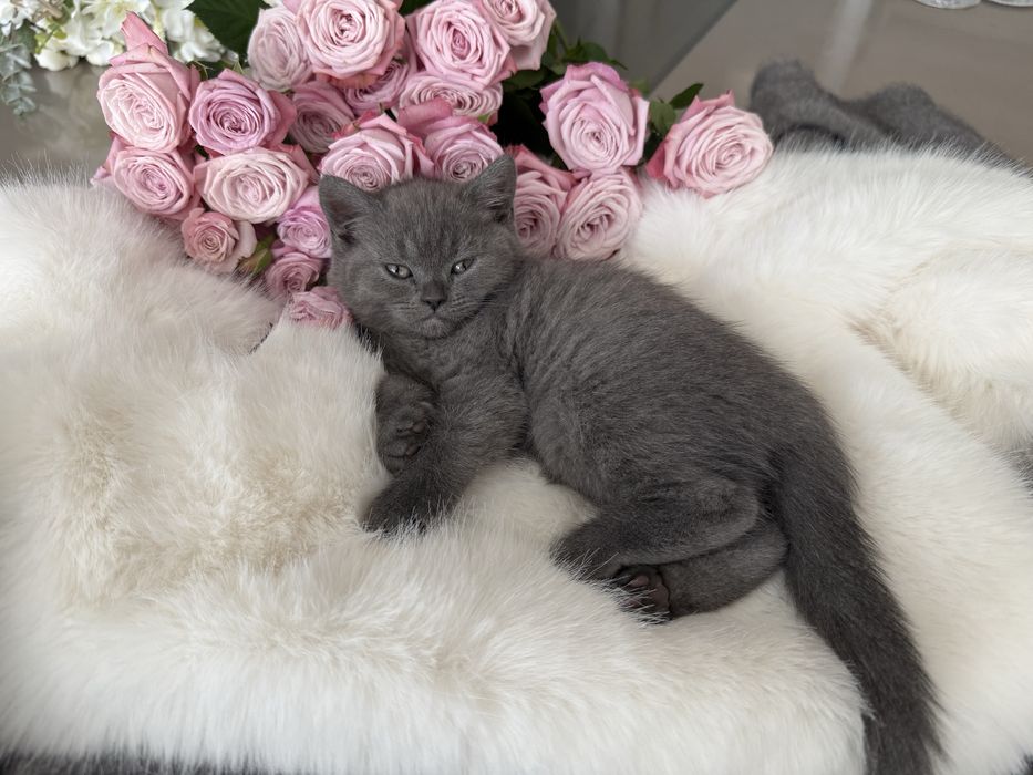 Кошенята британські прямовухі