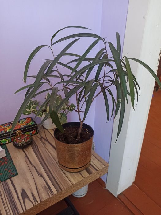 Продам фикус Али