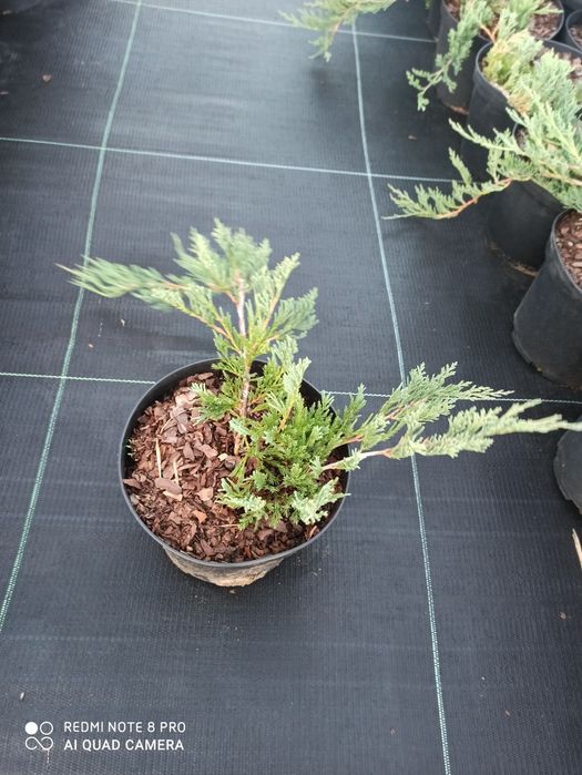 Thuja Jałowiec Cyprys cena od 11 zł