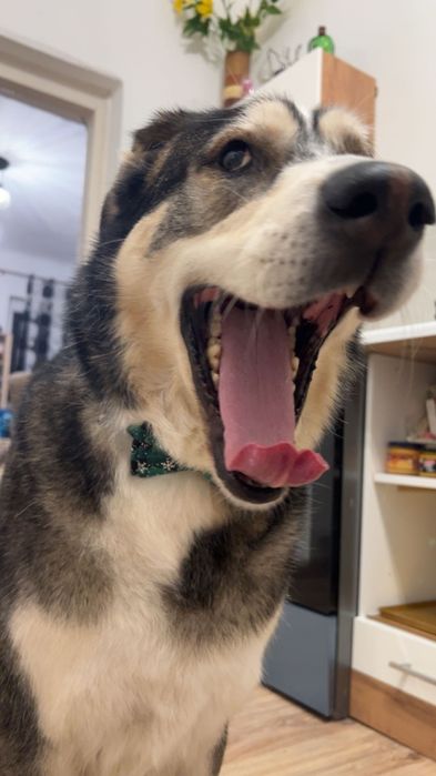 Psiak do adopcji