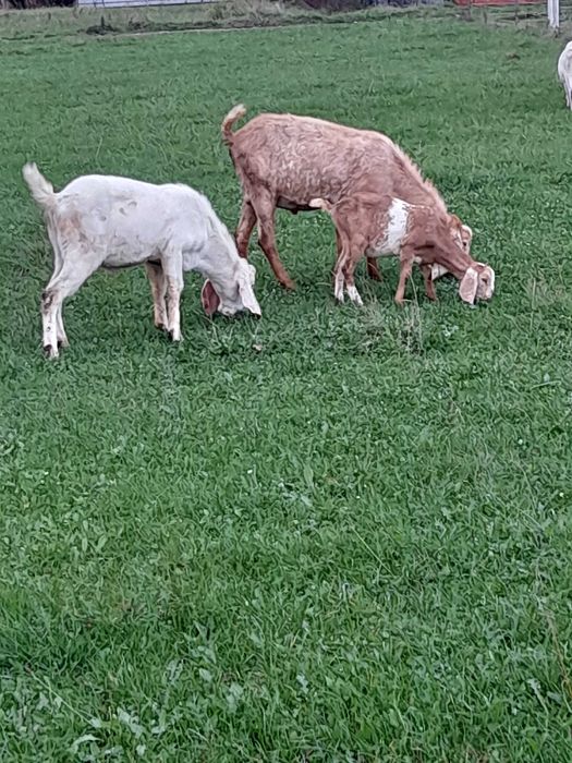 Англо Нубієць 100%