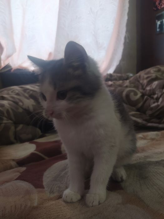 Віддам кішечку в добрі руки