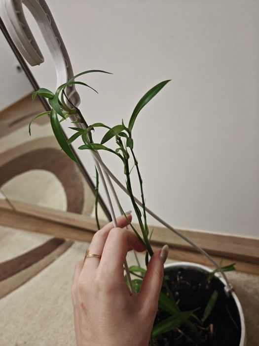 Хлорофітум з дітками