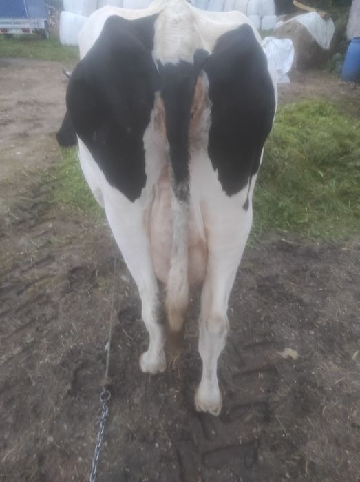 Krowa 8000 zl ponad 600 kg