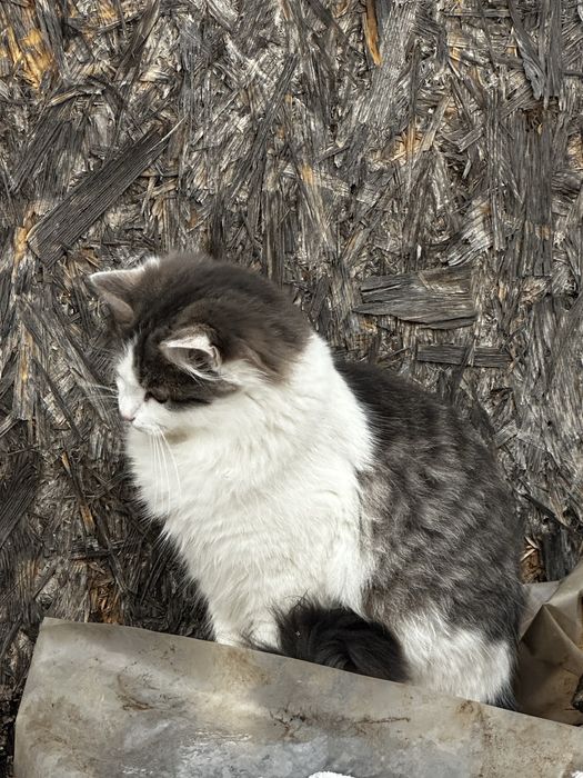 Кошенята, котики, кіт