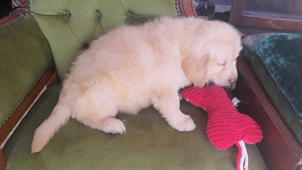 Golden Retriever kremowy piesek