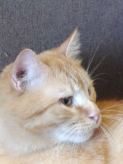 Лагідний молодий рудий котик на щастя)