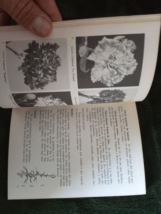 Mis amigas las flores - Mis Claveles - 1973
Barcelona, 1973