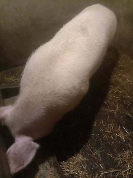 Продам поросну свиноматку.