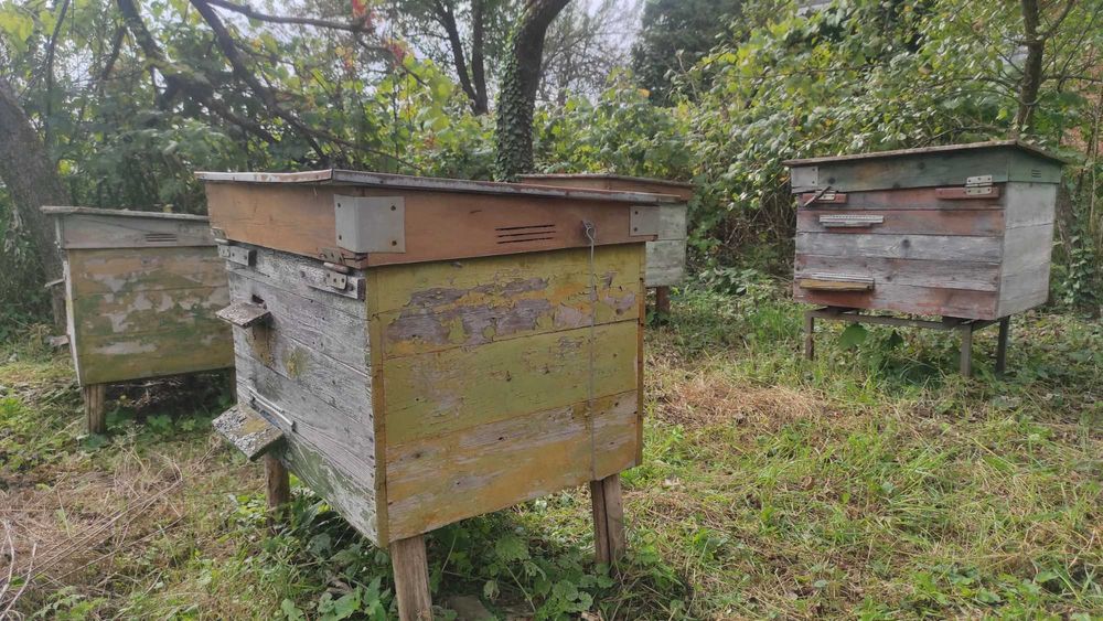 Вулики для бджіл