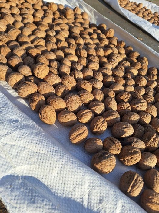 Orzechy włoskie tegoroczne