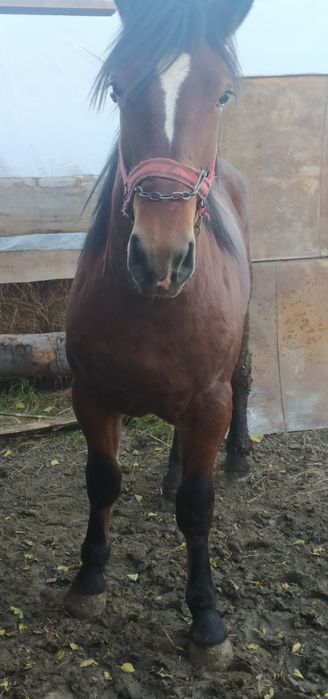 Продам молодого  жеребця