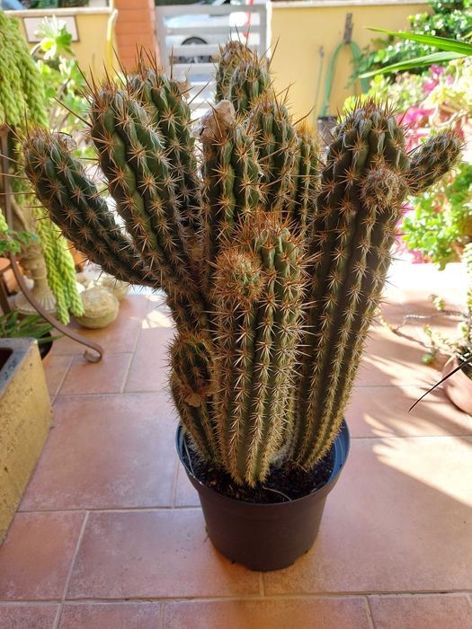 Carissa macrocarpa, cacto.