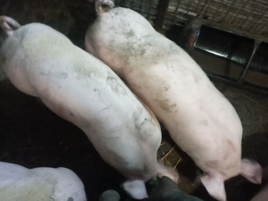 Поросята на плем'я.Льошки на свиноматки. Ремонтні льошки Ф1.