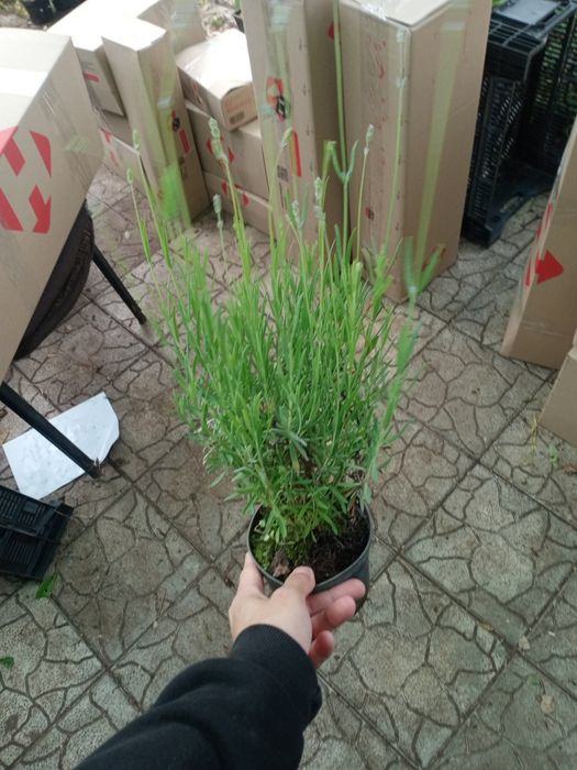 Лаванда квітуча , в контейнері  *Misterry*