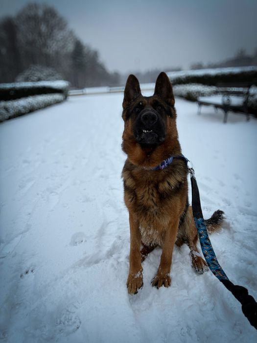 Oddam psa za darmo owczarek niemiecki