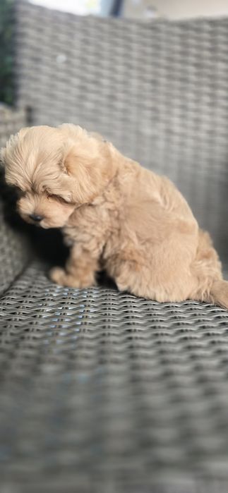 Maltipoo/ chłopczyk