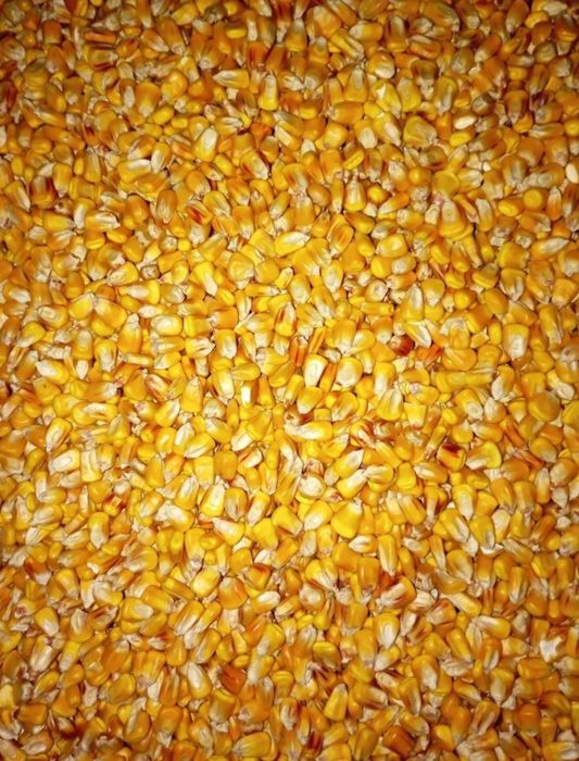 Продам кукурудзу та пшеницю