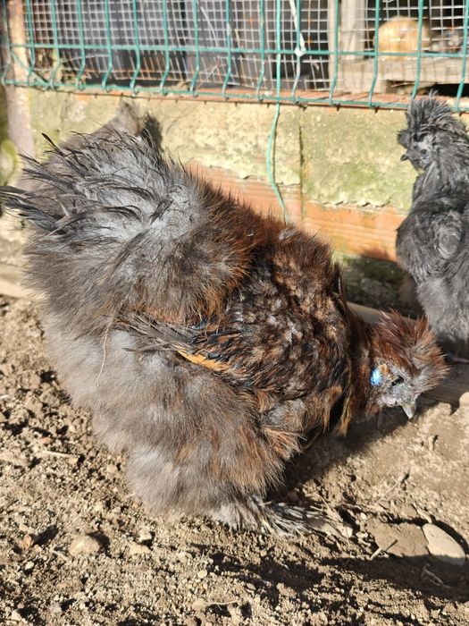 Galo Sedosa do Japão