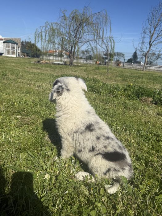 Border Collie Macho Merle super meigo de olhos azuis