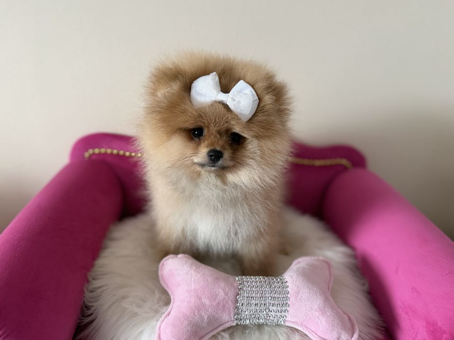 Szpic miniaturowy pomeranian  Mega mis FCI