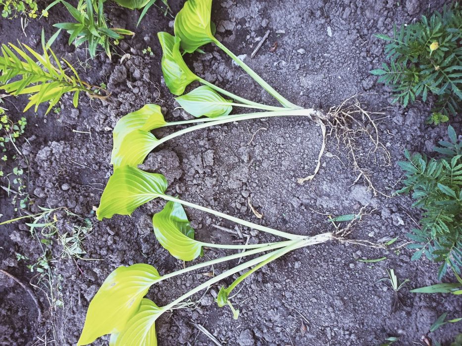 Хоста, кущі хости