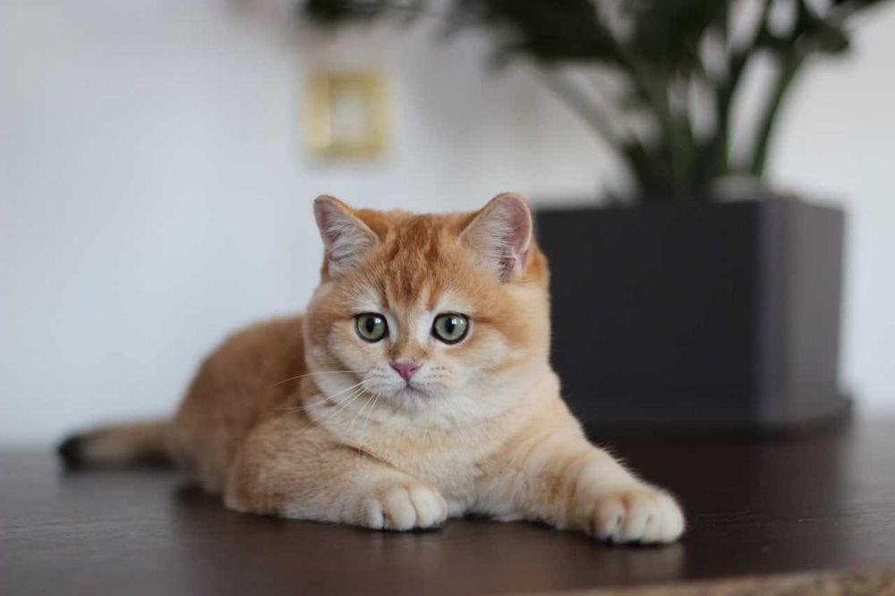 Котик в пошуках родини