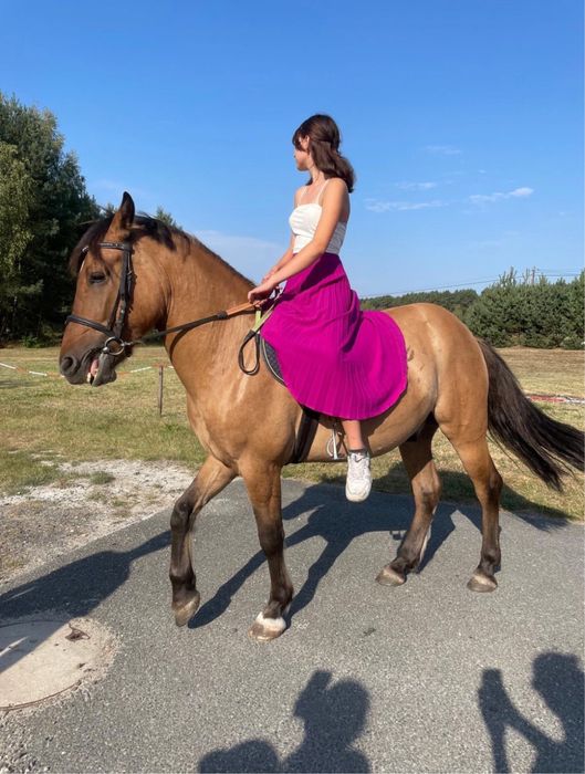 Sprzedam konia wałach 7 lar