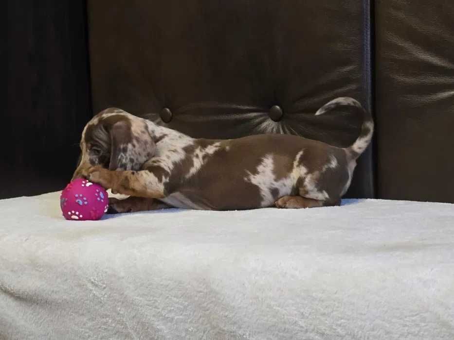 Teckel choco merle