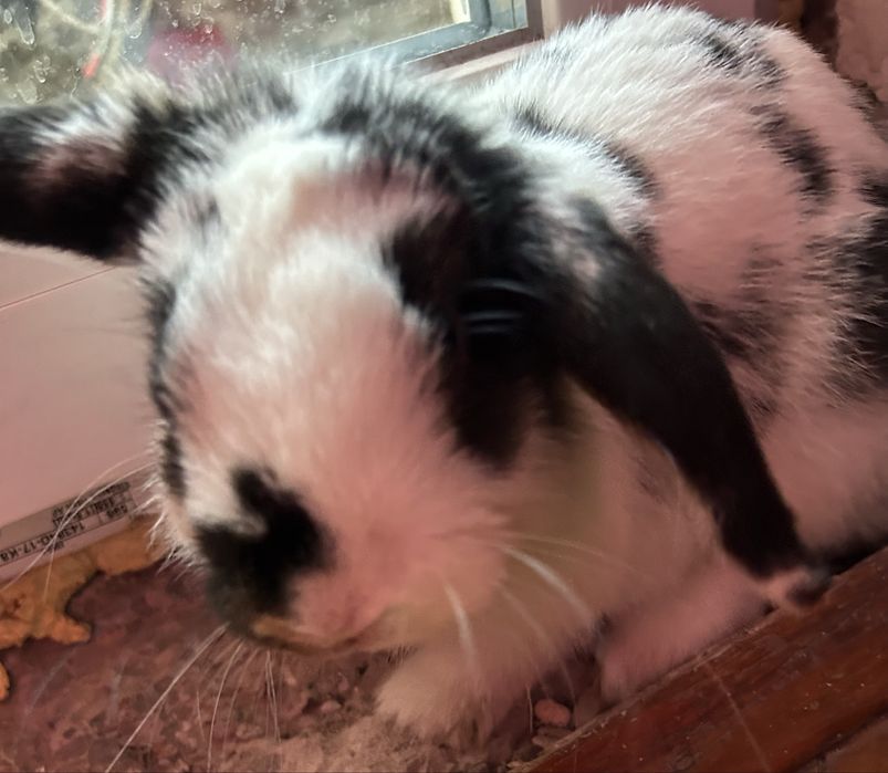 Кролик шукає хорошу сімʼю(віддам безкоштовно)