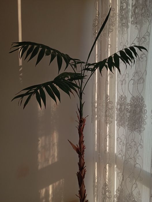 Пальма хамедорея. Викидаю.