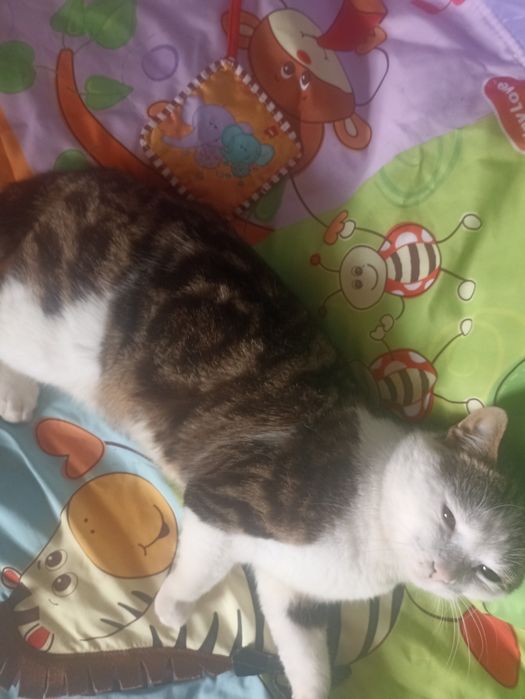 НЕ ДОРОГО котик 7 місяців