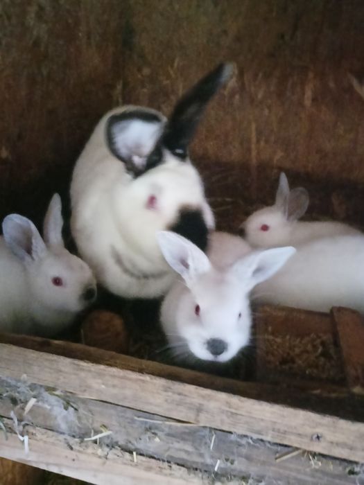 Młode króliki kalifornijskie