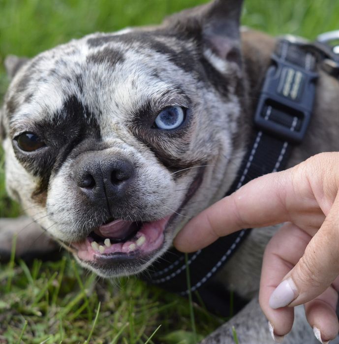 Француженка з блакитним оком.