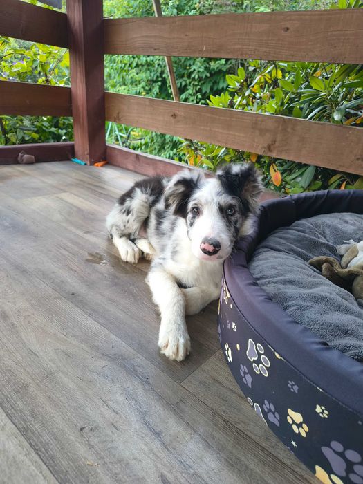 Border collie szczeniak