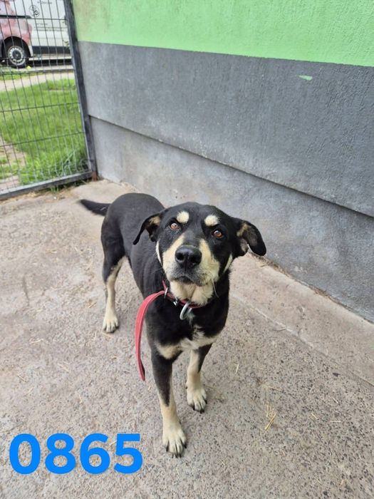 Diesel – zwykły, więc niewidzialny adopcja tymczas