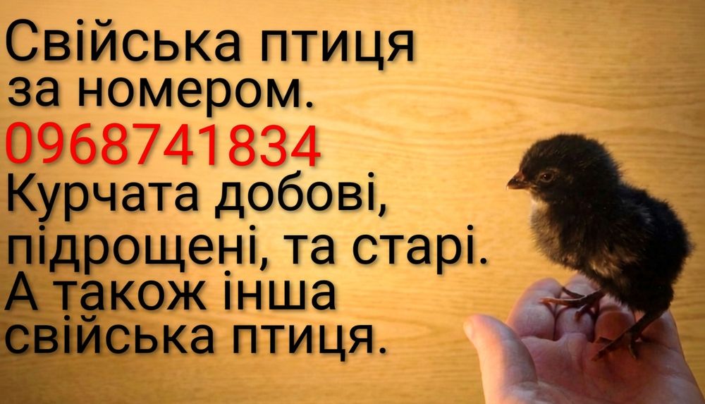 Продаж добових курчат, річних курей, та іншої свійської птиці, цыплята