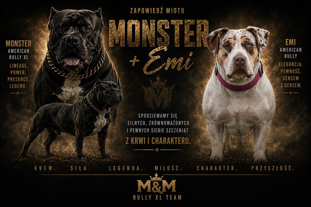 Zapowiedź miotu American bully xl