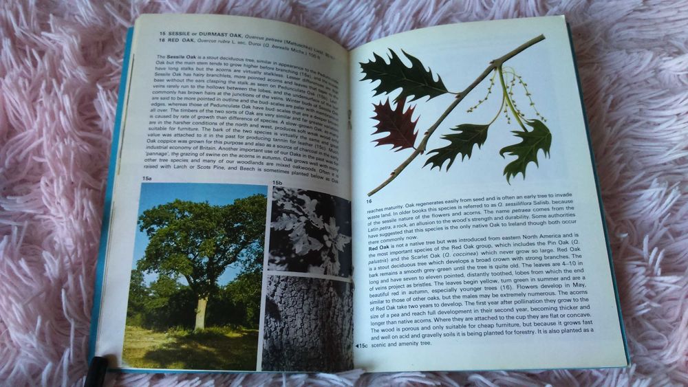 Книга англійська Trees in Britain  Дерева Британії Широколисті кн. 1