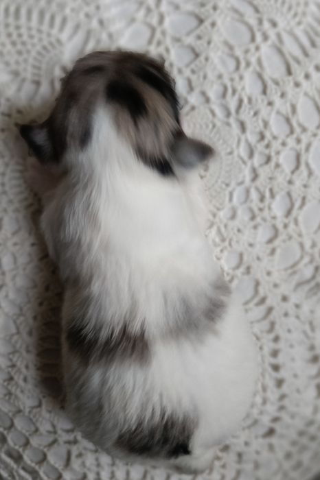 Suczka Yorkshire terrier Blueberry
