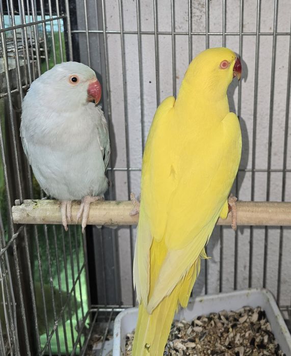 Ring Neck  de grande porte