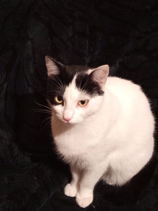 Отдам даром в добрые руки черно-белую кошечку
