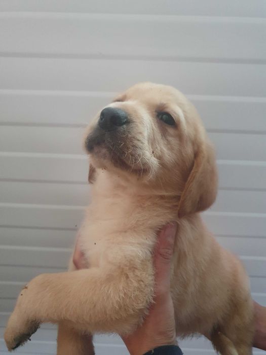 Venda de labrador pronto para nova família