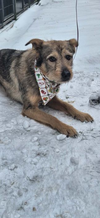 Wesoły roczny psiak do adopcji