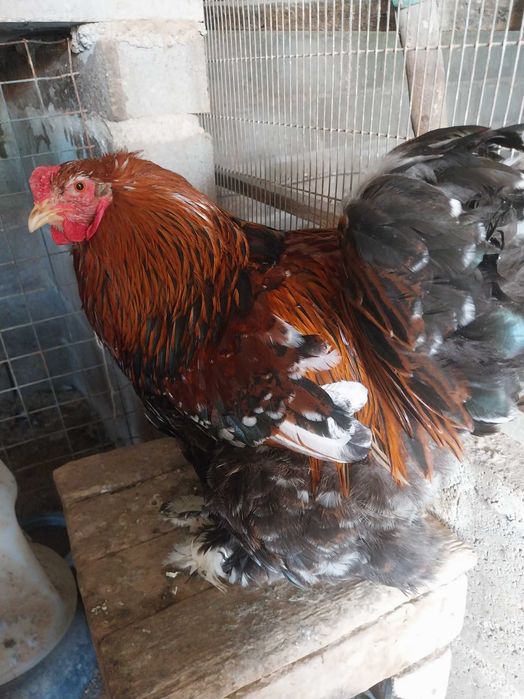 Brahma , galinhas  de várias raças e   . ovos